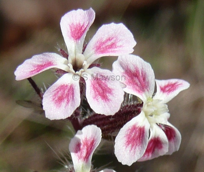 Silene gallica var. quinquevulnera