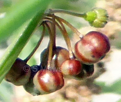 Sisyrinchium rosulatum
