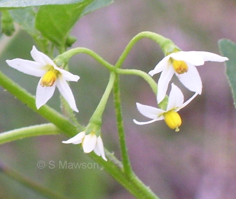Solanum americanum
