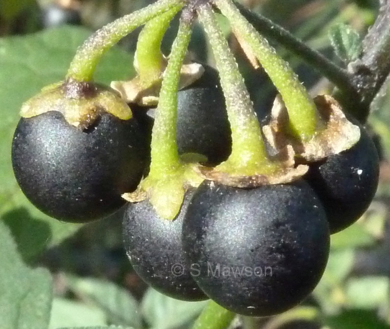 Solanum nigrum
