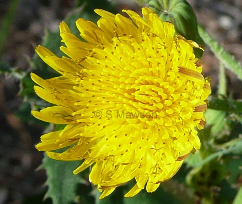 Sonchus oleraceus