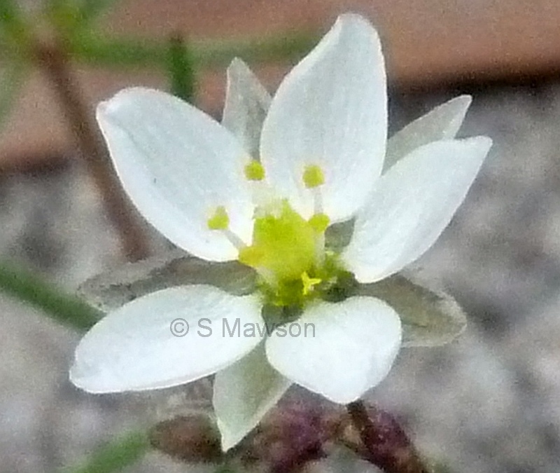 Spergula arvensis