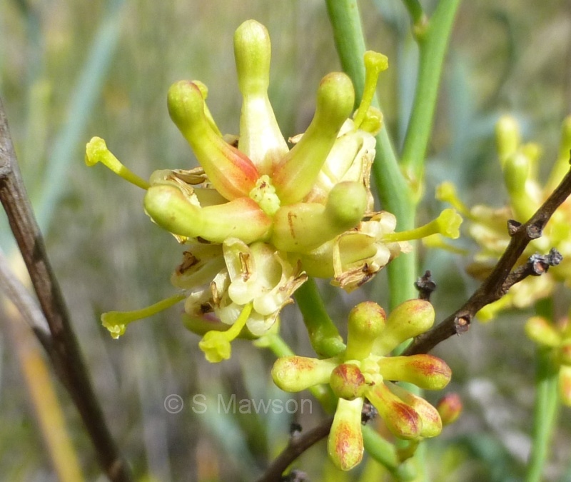 Stirlingia latifolia