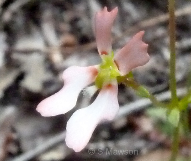 Stylidium calcaratum
