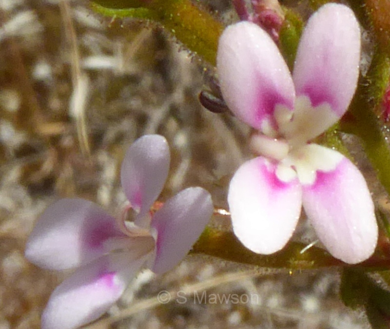 Stylidium dichotomum