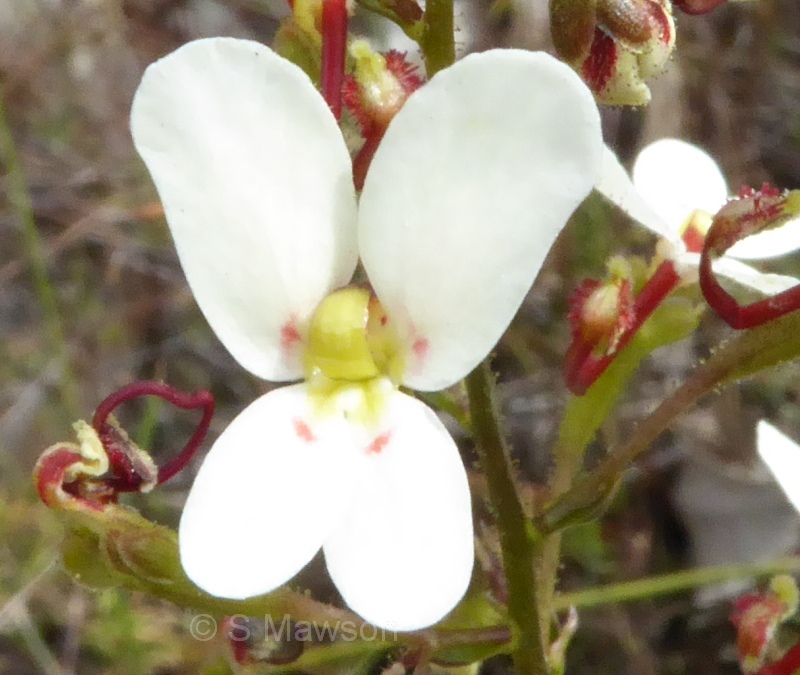 Stylidium hispidum