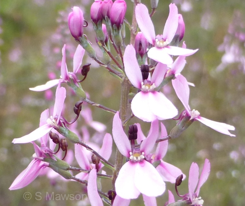 Stylidium neurophyllum