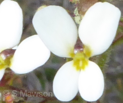 Stylidium piliferum