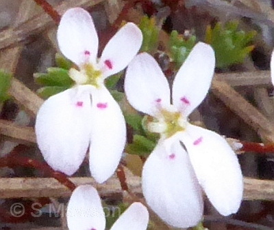 Stylidium repens