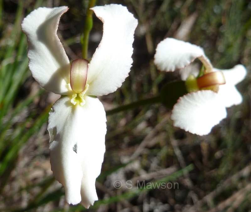 Stylidium schoenoides