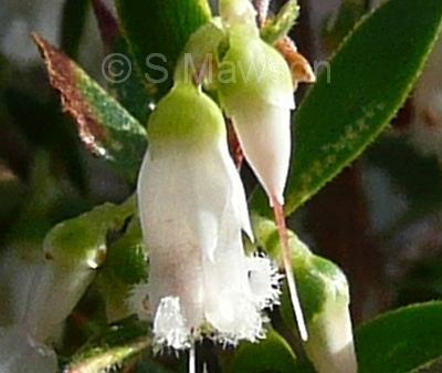 Styphelia conostephioides