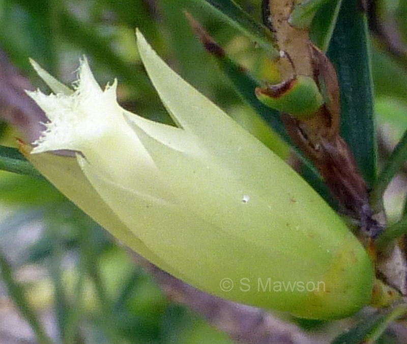 Styphelia macrocalyx