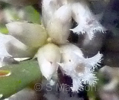 Styphelia propinqua