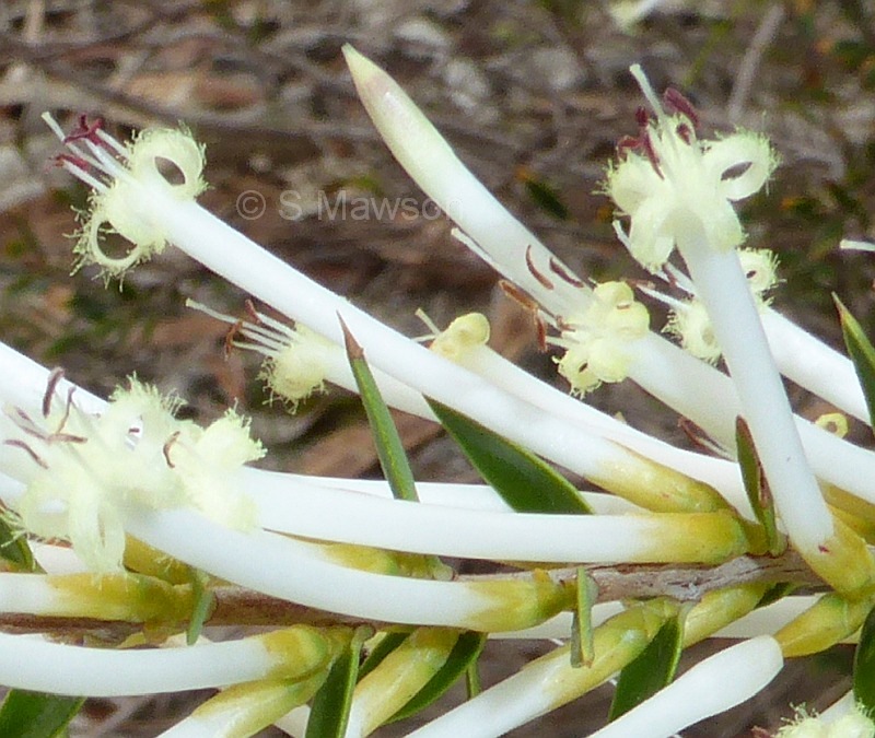 Styphelia tenuiflora