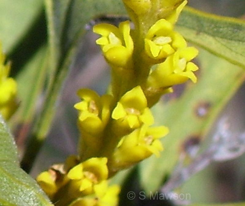 Synaphea spinulosa