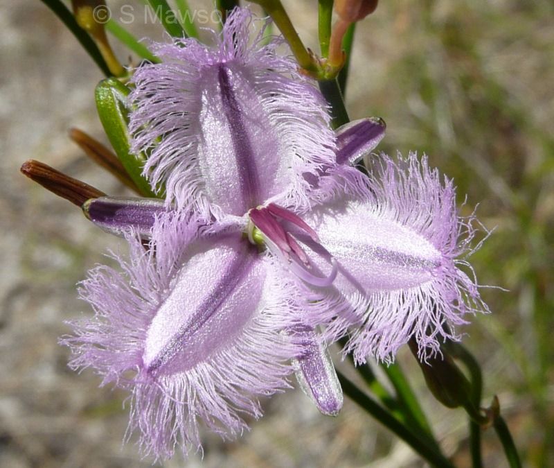 Thysanotus arbuscula