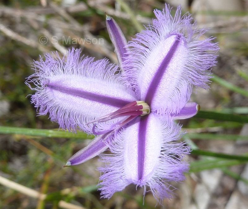 Thysanotus arenarius