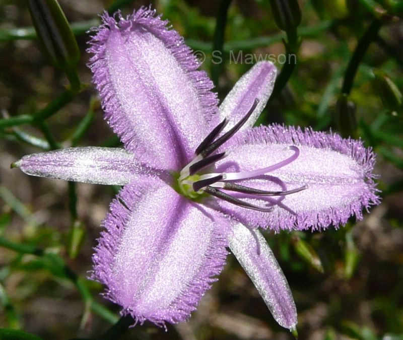 Thysanotus manglesianus