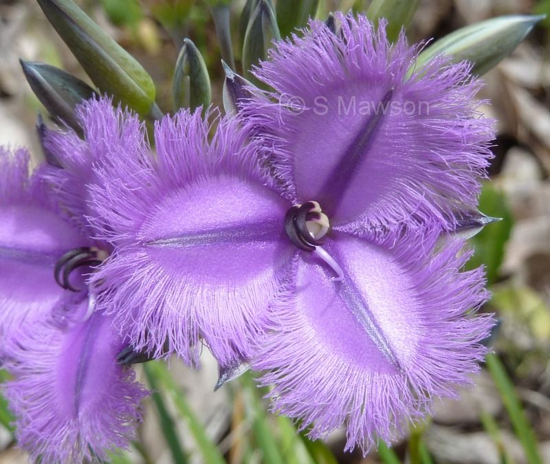 Thysanotus multiflorus