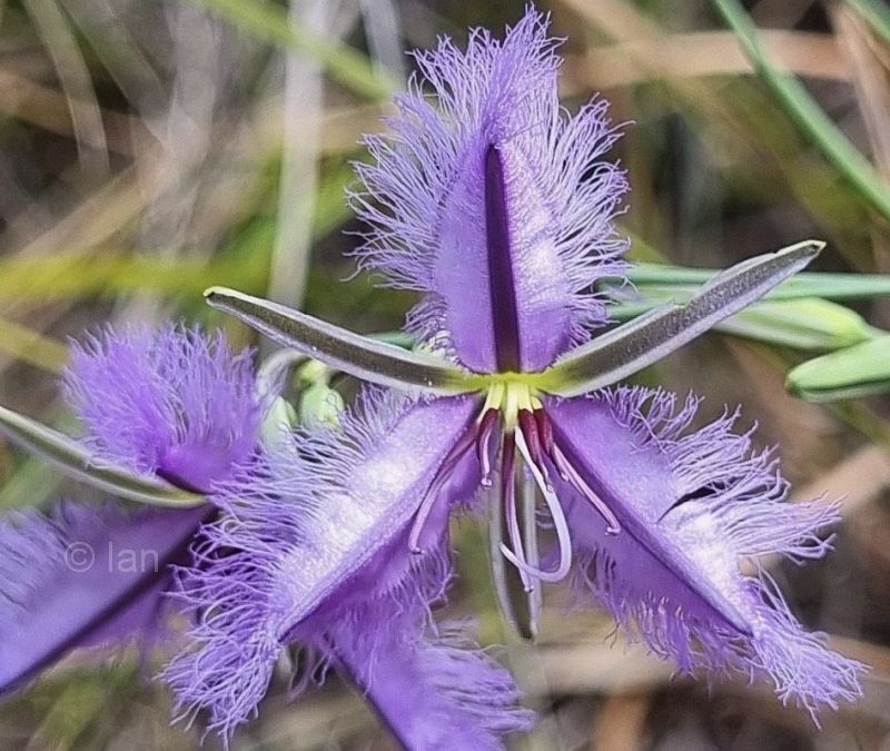 Thysanotus sparteus