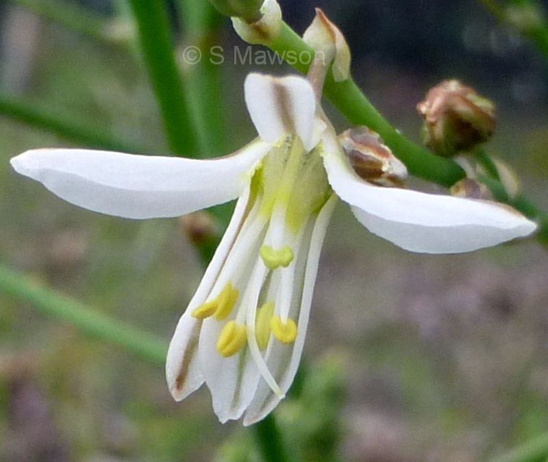 Trachyandra divaricata