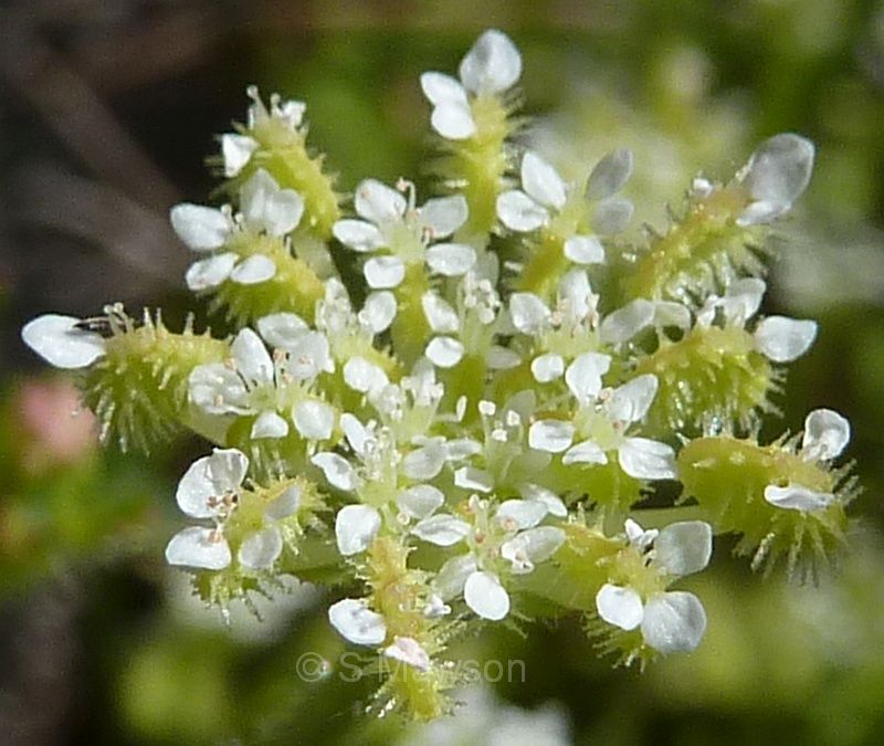Trachymene pilosa