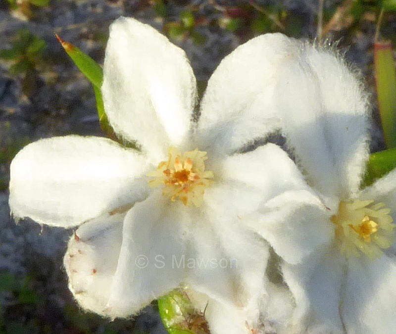 Tribonanthes australis