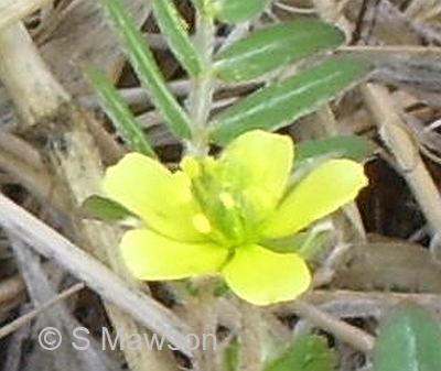 Tribulus terrestris