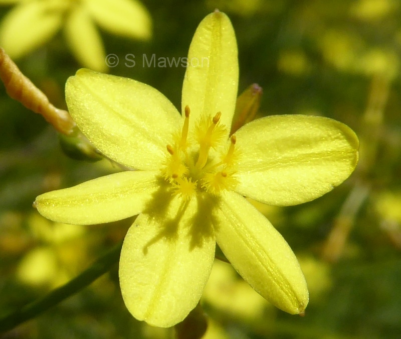 Tricoryne elatior