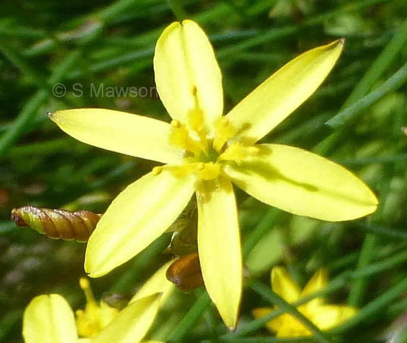 Tricoryne tenella