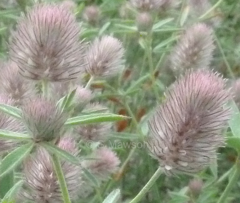 Trifolium arvense