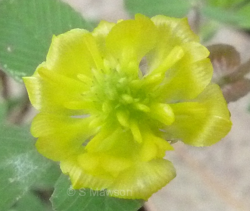 Trifolium campestre