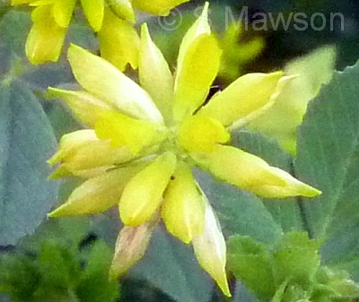 Trifolium dubium