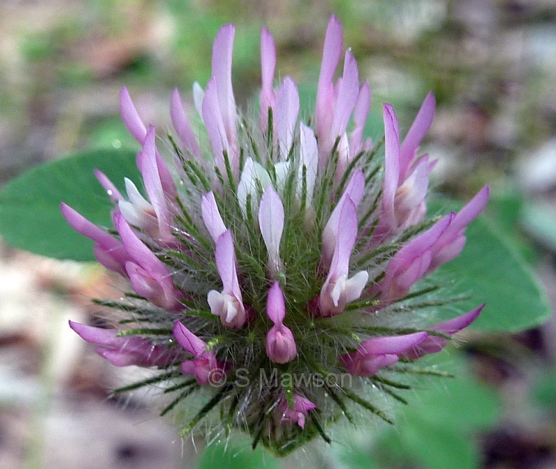 Trifolium hirtum