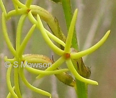 Tripterococcus brunonis