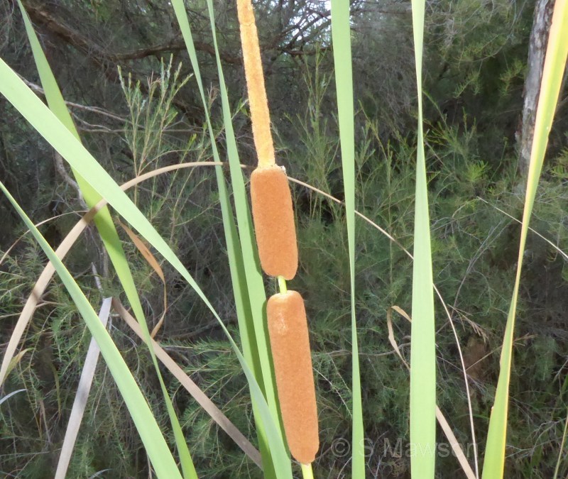 Typha orientalis
