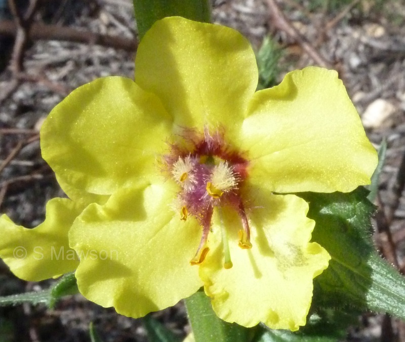 Verbascum virgatum