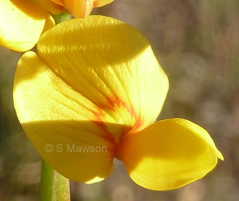 Viminaria juncea