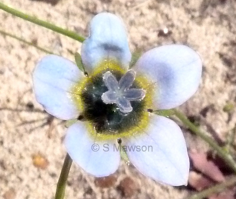 Wahlenbergia capensis