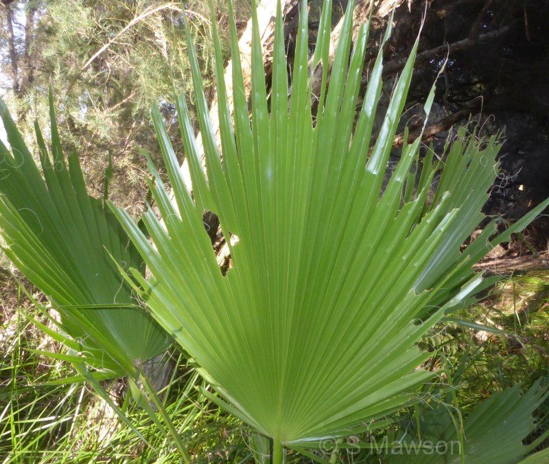 Washingtonia robusta
