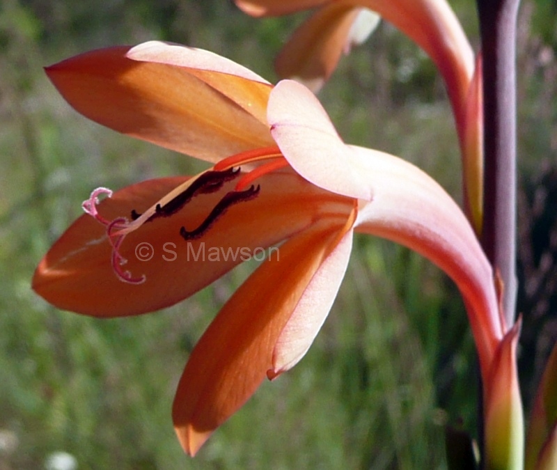 Watsonia meriana var. meriana