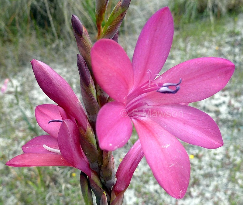 Watsonia versfeldii