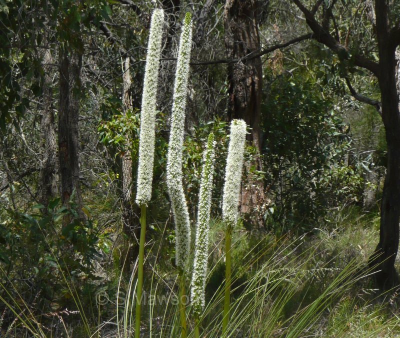 Xanthorrhoea brunonis