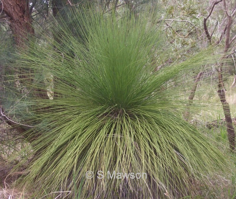 Xanthorrhoea preissii