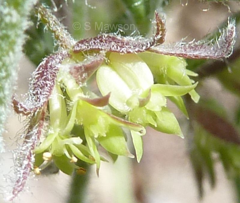 Xanthosia huegelii