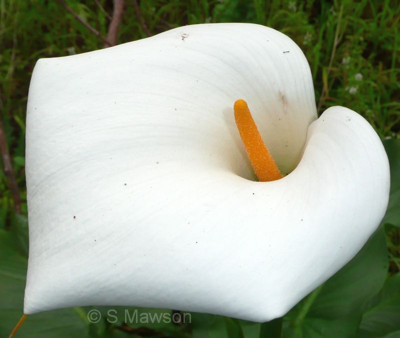 Zantedeschia aethiopica