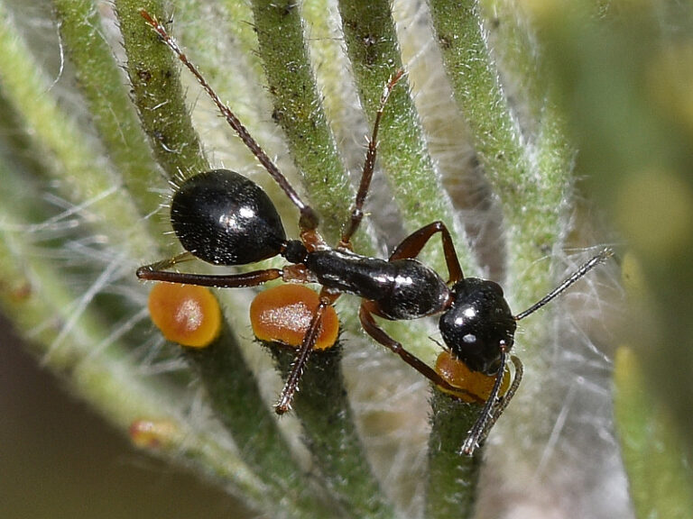 Ant 12 | Friends of Queens Park Bushland