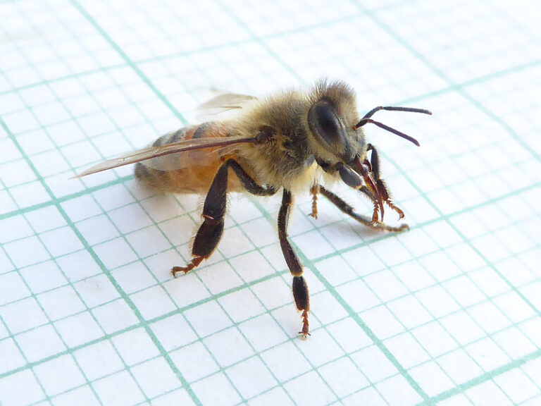 Apis mellifera | Friends of Queens Park Bushland