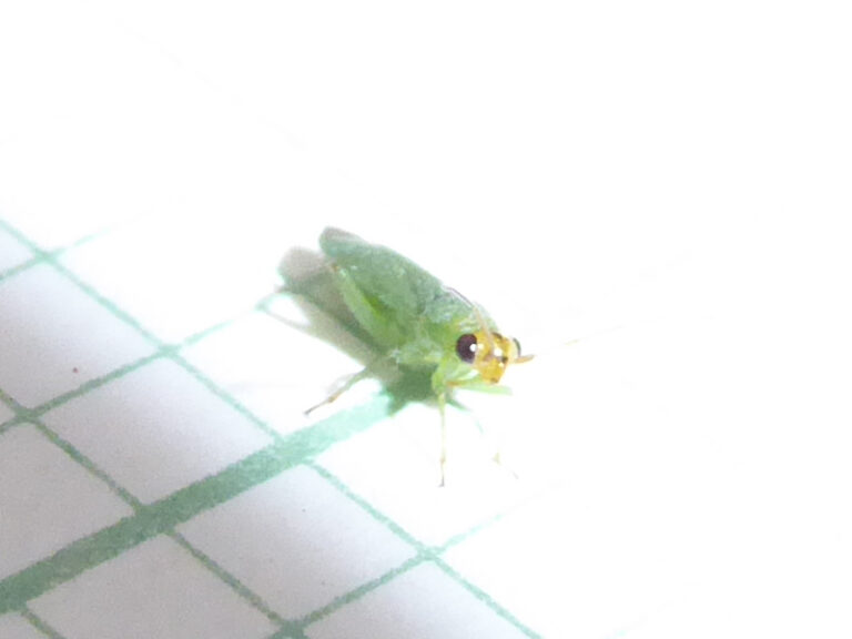 Muree Insect Miridae 4 | Friends of Queens Park Bushland