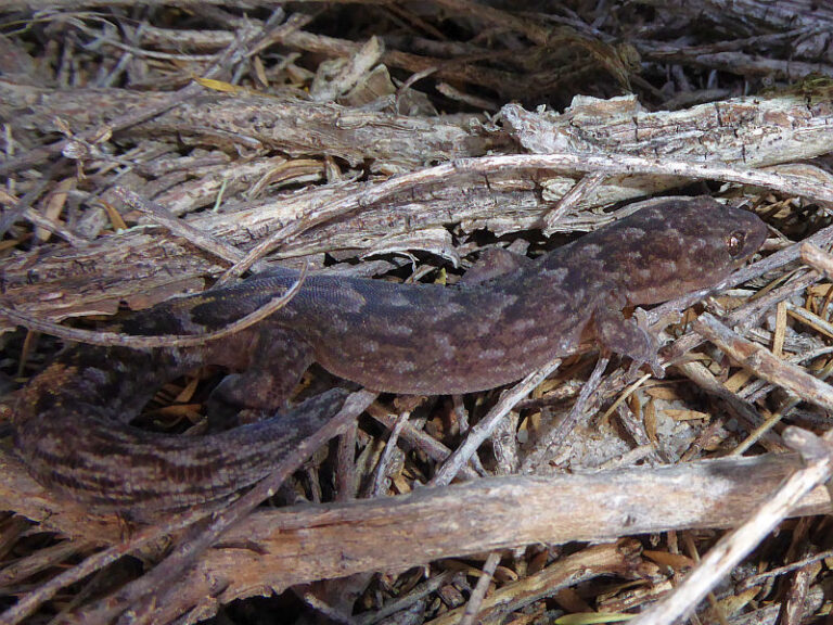 Marbled Gecko | Friends of Queens Park Bushland